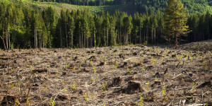Reforestation of Field of Trees in Clearing