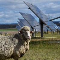 sheep-solar-farm