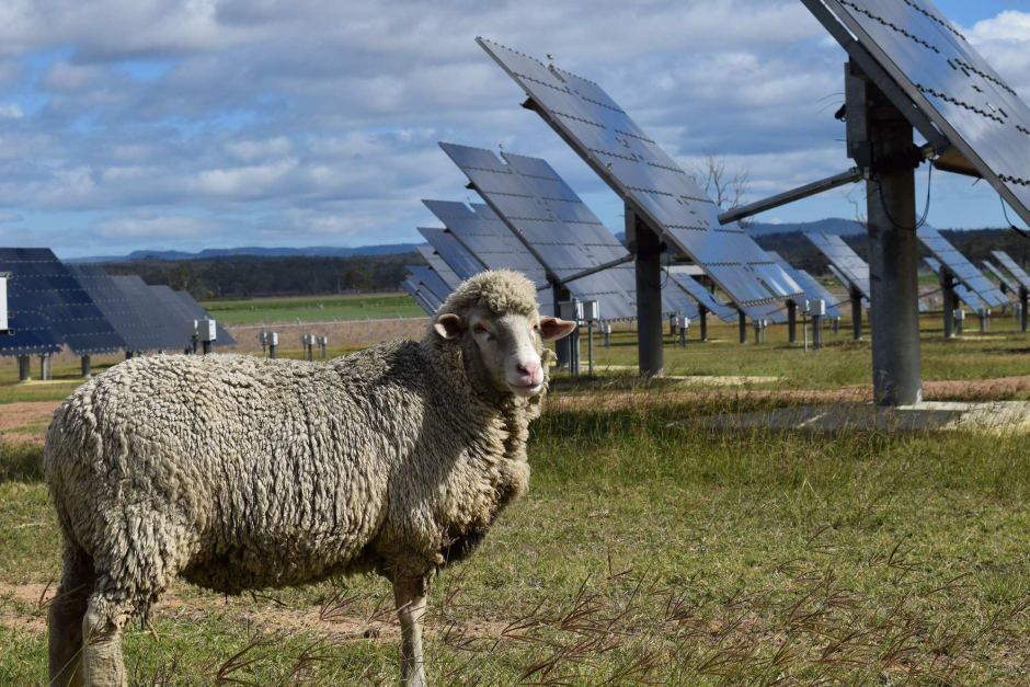 sheep-surround-a-solar-farm